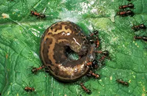 Slime: Wood ANTS - attacking slug and getting covered in slime