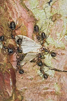 Formica: Wood ants move dead moth