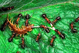 Centipedes: Wood ANTS - dismembering a centipede