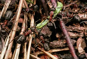 Dragging: Wood Ants - Dragging prey