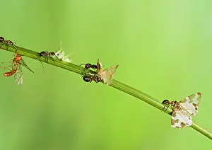 Formica: Wood ants E carry dead insects (cricket, moth