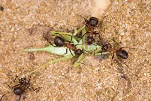 Formica: Wood ants moving dead cricket
