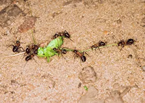 Formica: Wood ants moving dead cricket