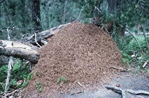 Ants: WOOD ANTS - nest