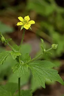Avens: Wood avens or herb bennet