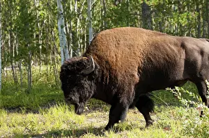 Defreitas: Wood Bison, Wood Buffalo National Park