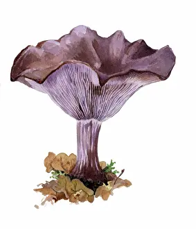 Nuda: Wood Blewit mushroom