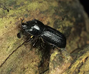 Scarabaeidae: Wood boring beetle