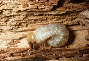 Larvae: WOOD BORING BEETLE