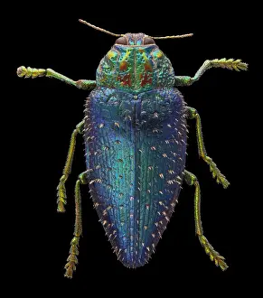 Metallic: Wood Boring Beetle, Polybothris sumptuosa gemma