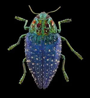 Metallic: Wood Boring Beetle, Polybothris sumptuosa gemma