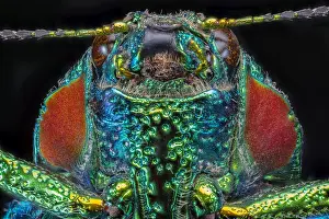 Metal: Wood Boring Beetle (Polybothris sumptuosa gemma)