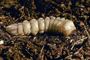 Bark: Wood Boring Grubs