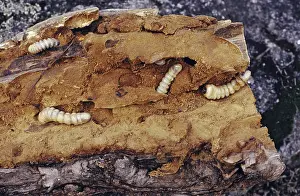 Grub: Wood boring grubs, Australia