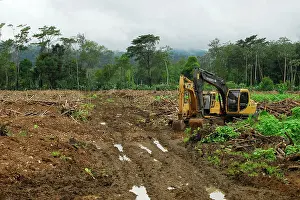 Operation: Wood clearing, Palmar Norte, Puntarenas, Costa Rica