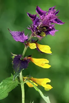 Melampyrum: Wood Cow-wheat