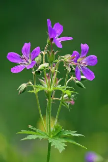 Sylvaticum: Wood cranesbill