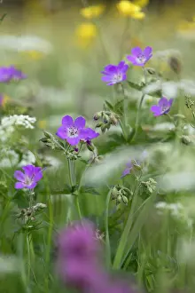 Muker: Wood Cranesbill - Muker - Yorkshire Dales - UK