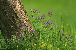 Sylvaticum: Wood Cranesbill / Woodland Geranium - flowering