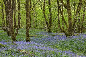 Cree: Wood of Cree - carpet of blooming bluebells in ancient