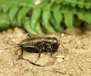Nemobius: Wood cricket