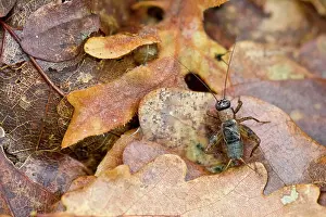 Crickets: Wood Cricket on fallen autumn leaves