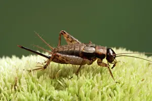 Ovipositor: Wood Cricket - Female with its ovipositor