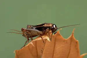 Nemobius: Wood cricket - Male