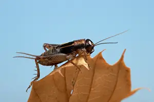 Nemobius: Wood cricket - Male