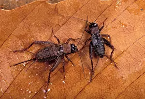 Nemobius: Wood cricket - Pair