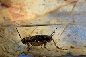 Nemobius: WOOD CRICKET and its parasite, the Gordian Worm