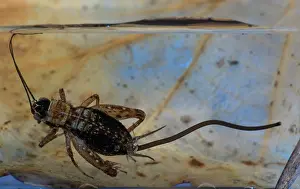 Nemobius: WOOD CRICKET and its parasite, the Gordian Worm