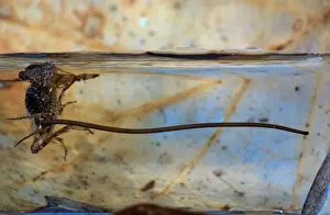 Nemobius: WOOD CRICKET and its parasite, the Gordian Worm