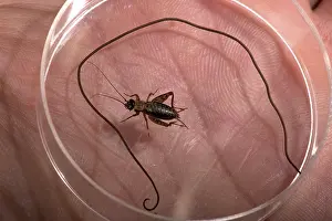 Nemobius: WOOD CRICKET and its parasite, the Gordian Worm