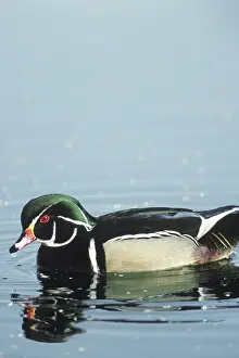 Drakes: Wood Duck