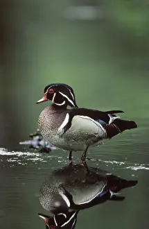 Drakes: Wood Duck