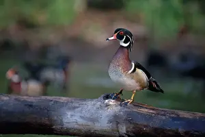 Drakes: Wood Duck