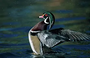 Drakes: Wood Duck