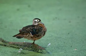Sponsa: Wood Duck