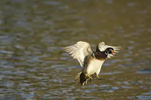 Sponsa: Wood Duck