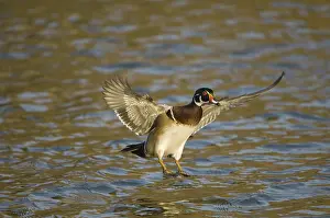 Sponsa: Wood Duck
