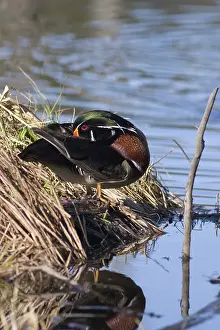 Preens: Wood Duck