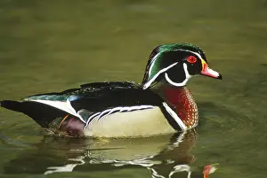 Drakes: Wood Duck