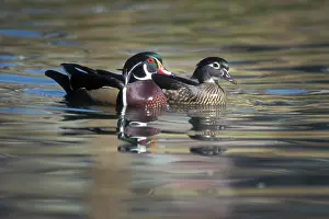 Sponsa: Wood Duck