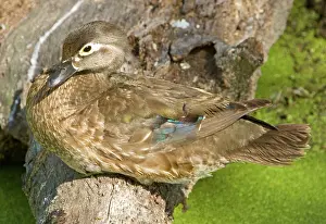 Sponsa: Wood Duck (Aix sponsa) adult female