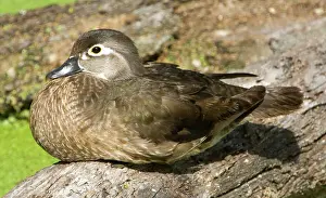Sponsa: Wood Duck (Aix sponsa) adult female
