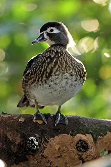 Wholly: Wood Duck (Aix sponsa), adult female in tree, Florida