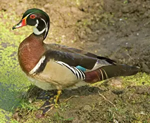 Sponsa: Wood Duck (Aix sponsa) adult male