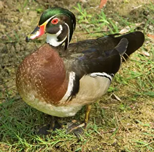 Sponsa: Wood Duck (Aix sponsa) adult male