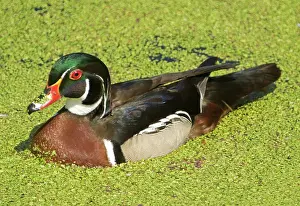 Duckweed: Wood Duck (Aix sponsa) adult male